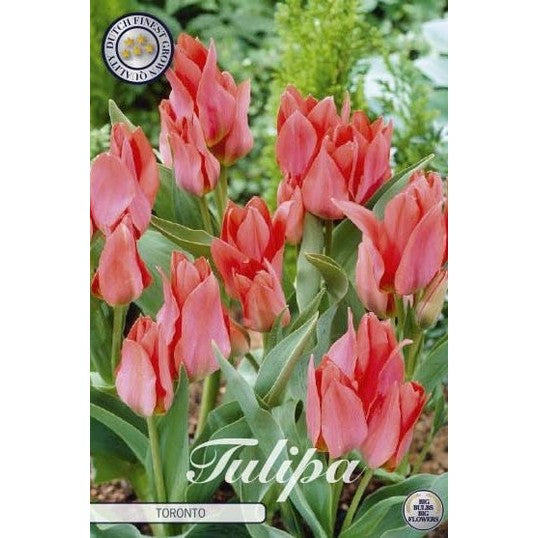 Tulpan Toronto 10-pack